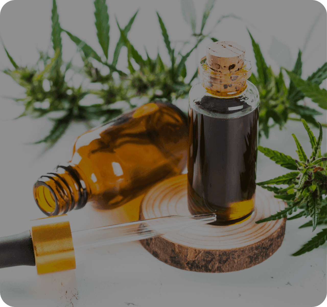 Cannabis Extrakt im Hintergrund eine Cannabispflanze