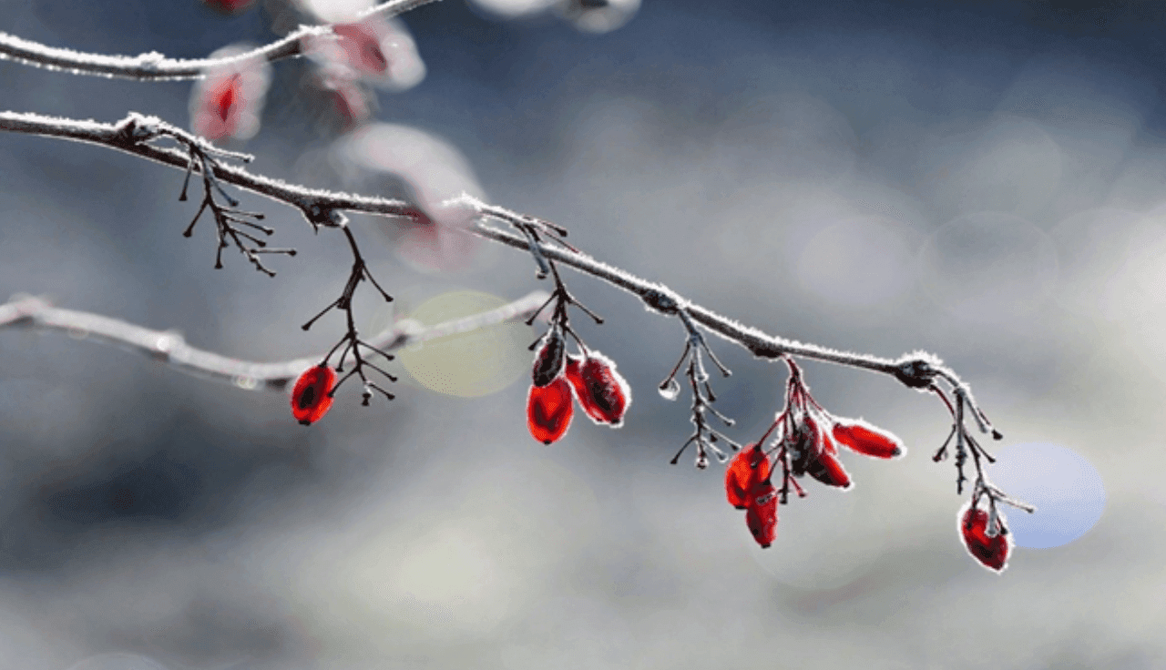 Gefrorene rote Beeren an einem Zweig im Winter